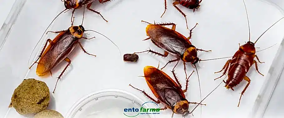 Hamam Böceği Zararları