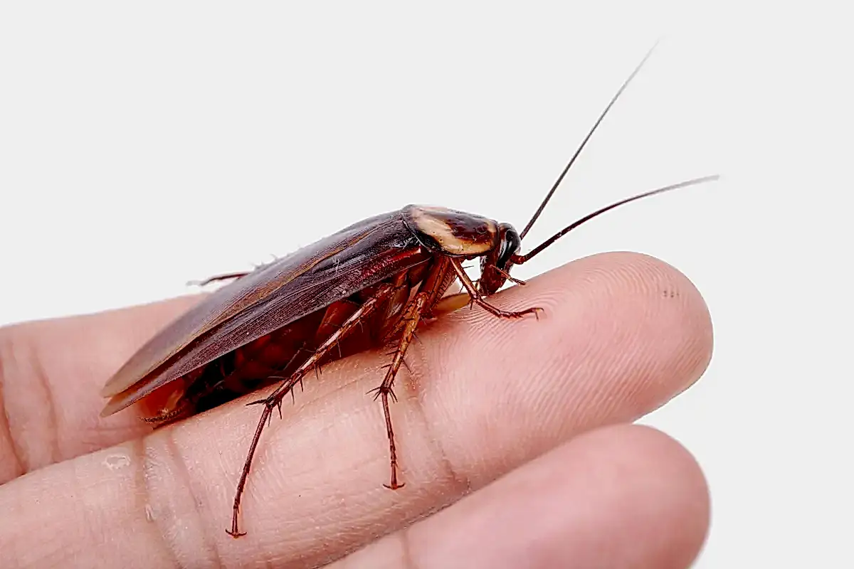 Hamam Böceği İlaçlaması