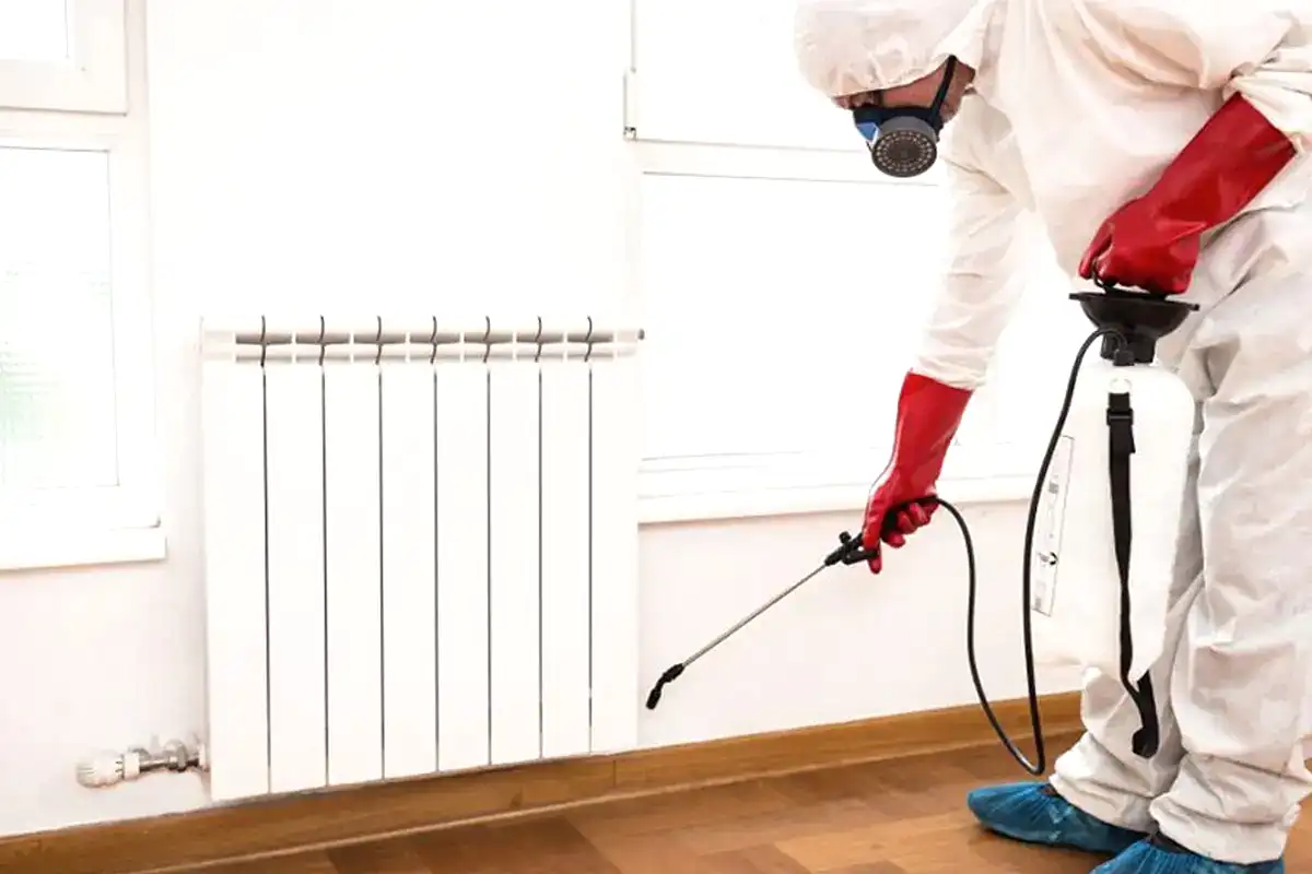 Evde Tahta Kurusu İlaçlama Nasıl Yapılır?