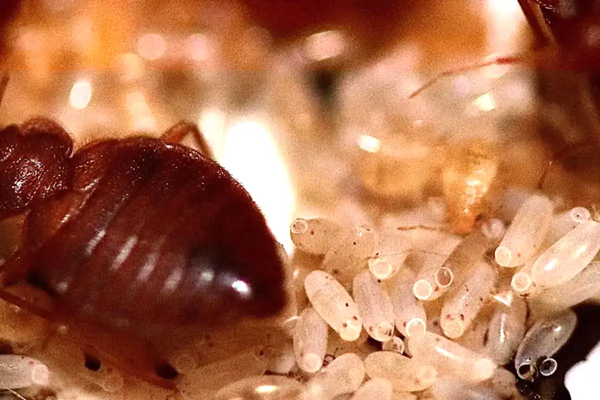 Tahta Kurusu Hakkında Genel Bilgiler