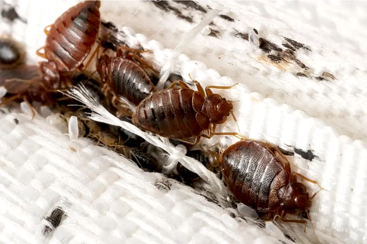 Tahtakurusu İlaçlaması