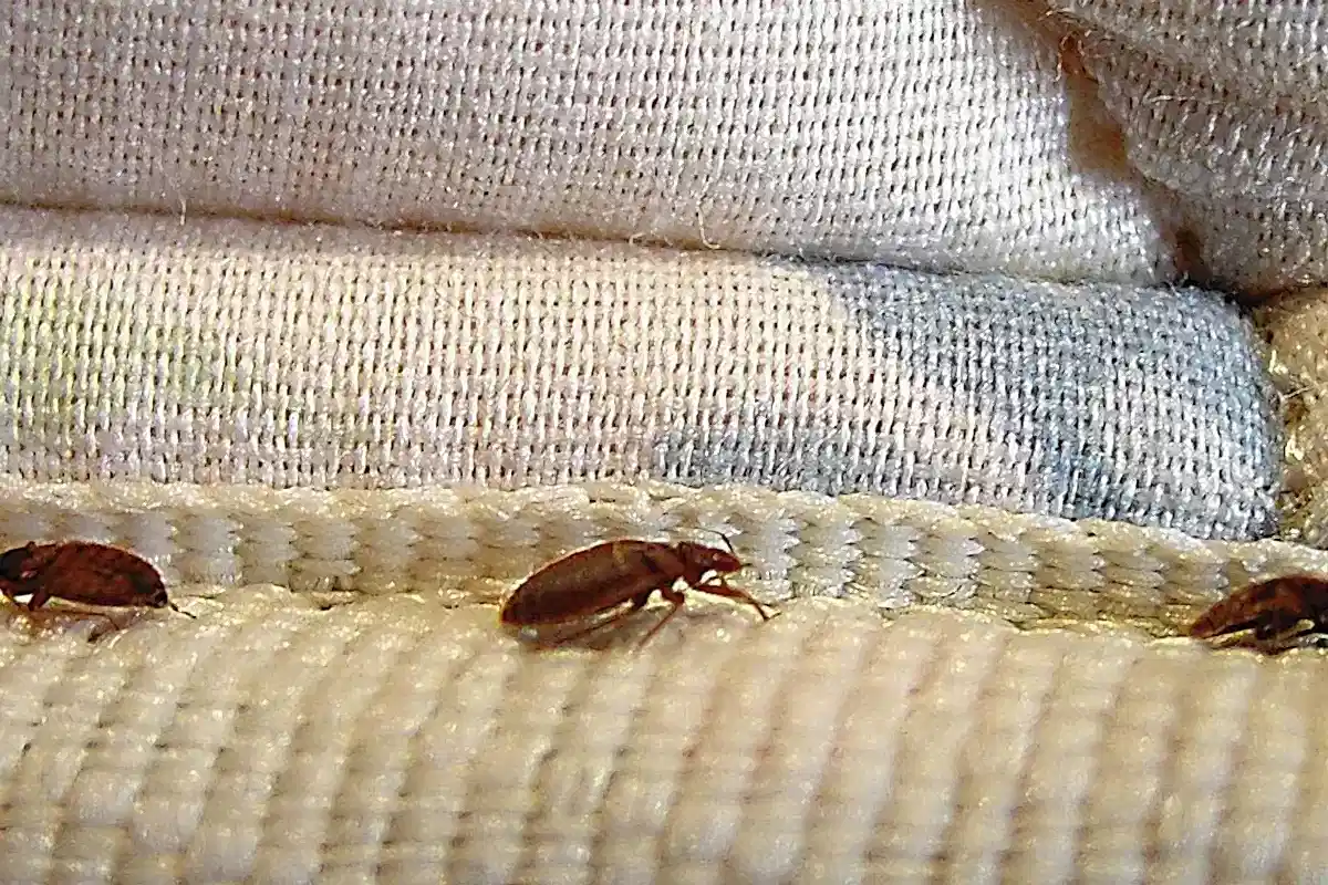 Tahta Kurusu Neden Olur?