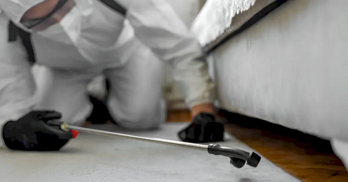 Akrepler Evde En Çok Nerede Bulunurlar