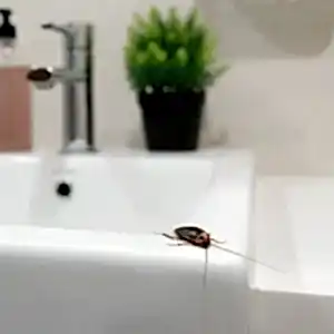 Hamam Böceği İlaçlama